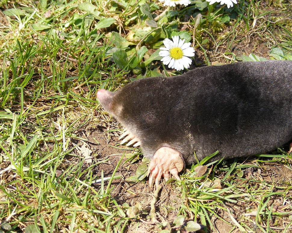 black mole beside white daisy flower HD wallpaper
